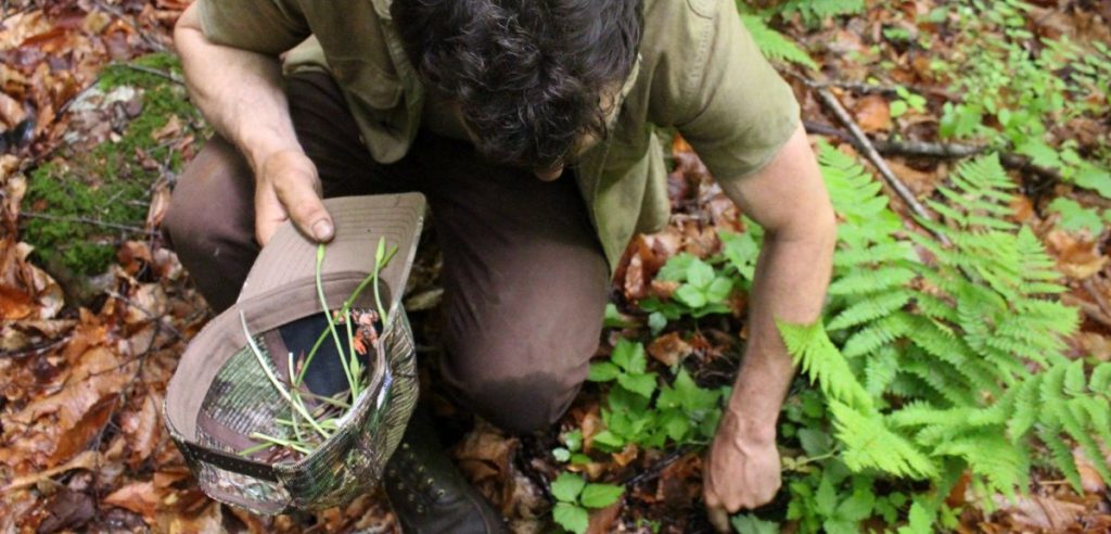 Un appassionato di foraging (foto: businessinsider.com)