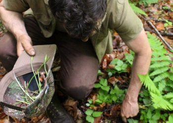 Un appassionato di foraging (foto: businessinsider.com)