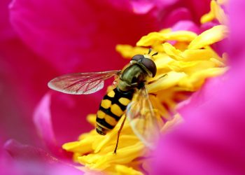 Un'ape posata su un fiore (foto: all4desktop.com)