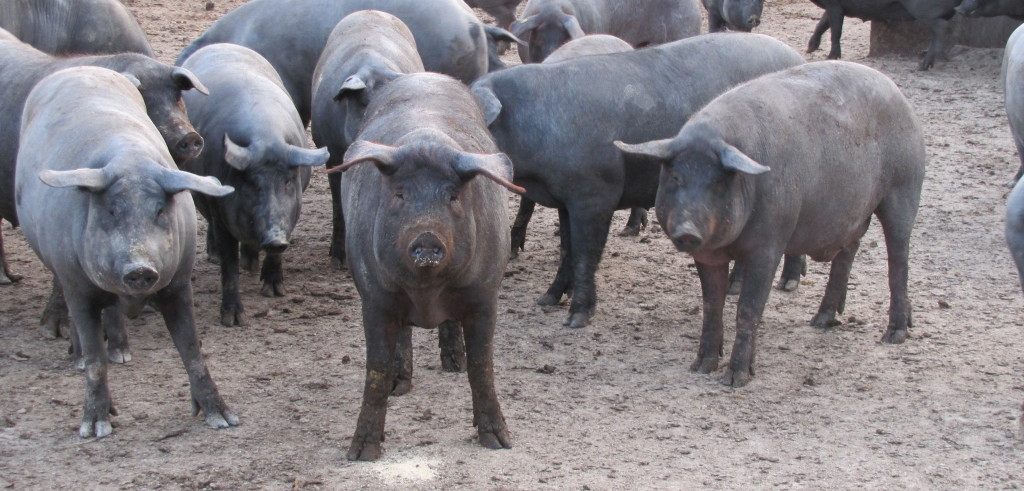 Alcuni esemplari di maiale nero italiano (foto: wikipedia)