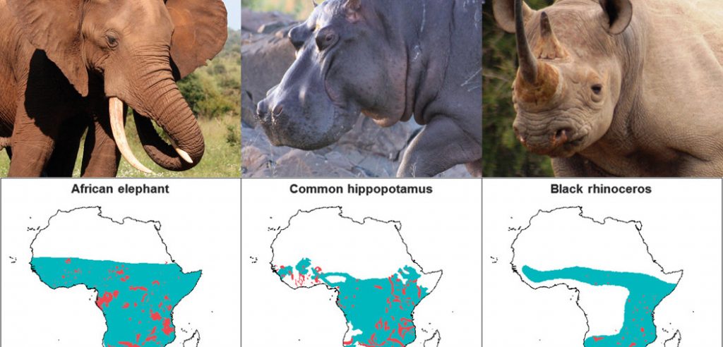 Elefanti, ippopotami e rinoceronti africani sono alcune delle specie a rischio estinzione