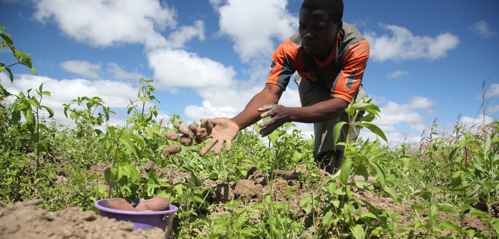 Un ragazzo africano al lavoro nei campi (foto: africagreenmedia.co.za)