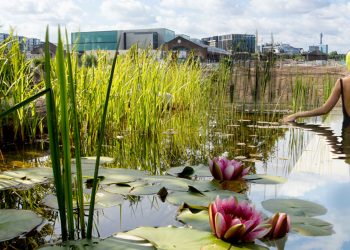 La piscina naturale di King's Cross