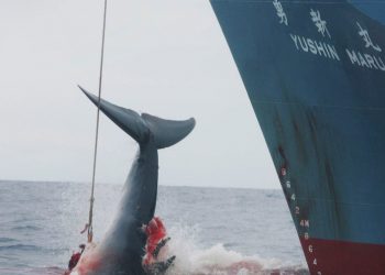 Una baleniera giapponese in azione (foto: www.improntaunika.it)