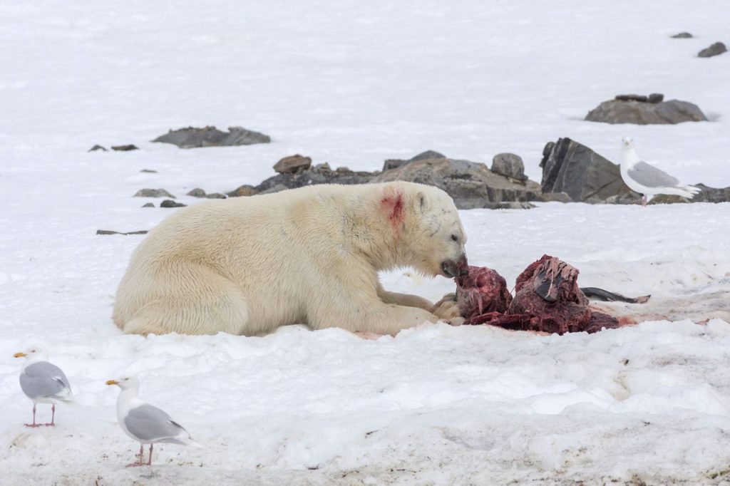 Un orso polare intento a sbranare un delfino (foto: www.corriere.it)