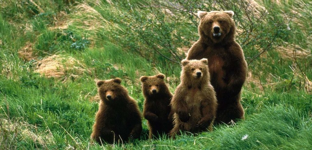 Una famiglia di orsi (foto: www.lavocedeltrentino.it)