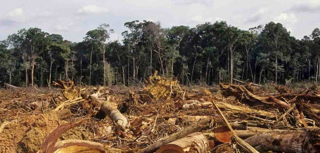Il disboscamento di un'area di foresta (foto: sociale.corriere.it)