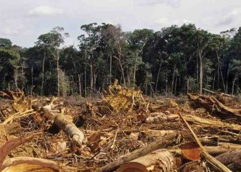 Il disboscamento di un'area di foresta (foto: sociale.corriere.it)