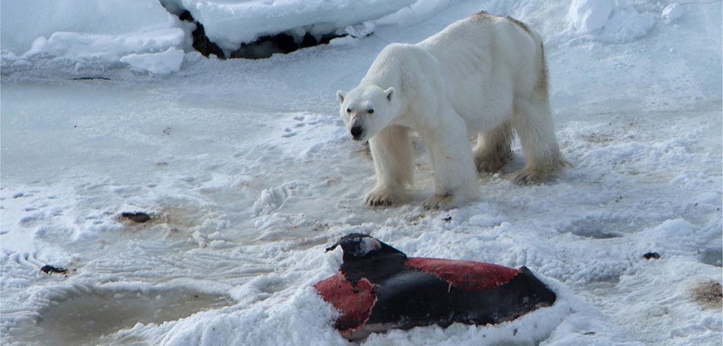 Un orso polare intento a sbranare un delfino (foto: www.lifegate.it)