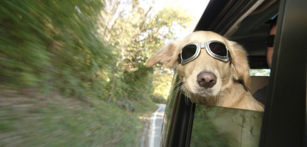 Un cane in automobile (foto: www.petsit.com)