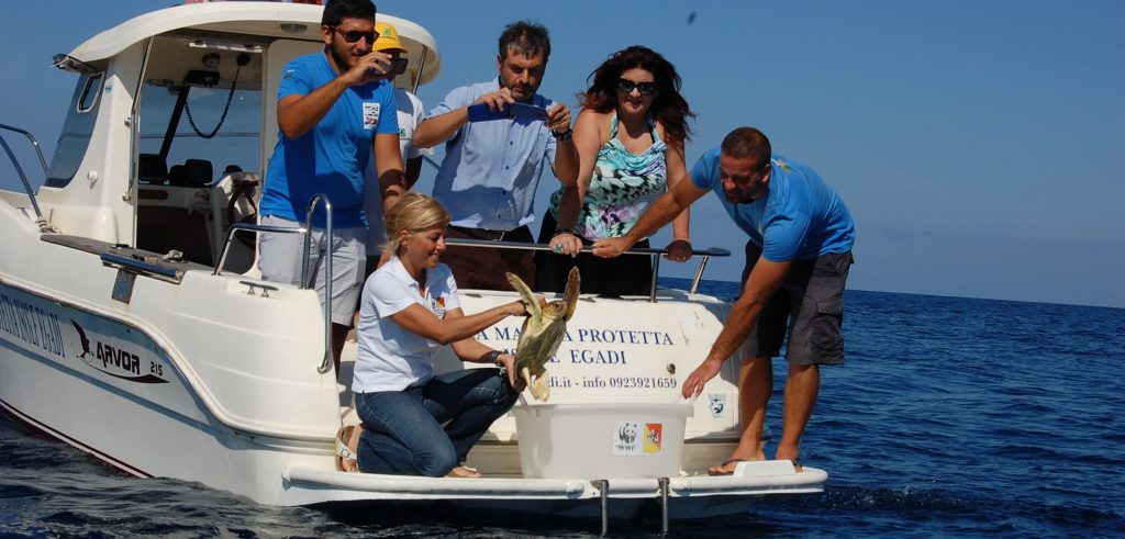 Un tartaruga liberata in mare dopo essere stata soccorsa (foto: http://www.alpauno.com/)