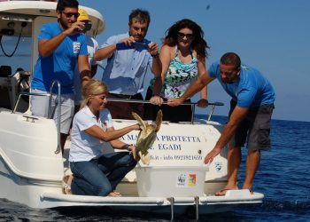 Un tartaruga liberata in mare dopo essere stata soccorsa (foto: http://www.alpauno.com/)