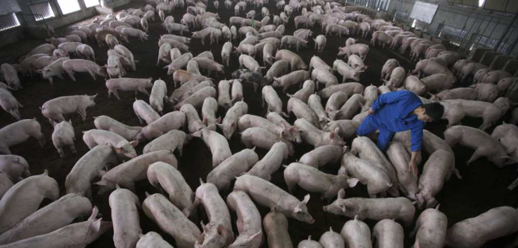 Un allevamento intensivo di animali (foto: http://www.slowfood.com/)