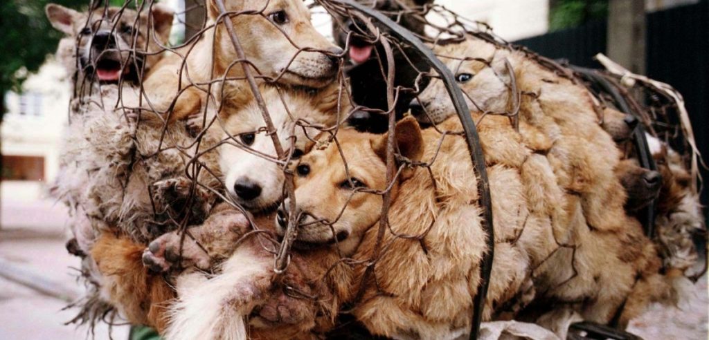 Cani catturati per il festival di Yulin (foto: www.meteoweb.eu)