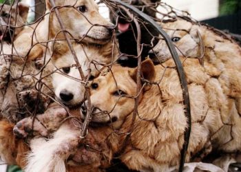 Cani catturati per il festival di Yulin (foto: www.meteoweb.eu)