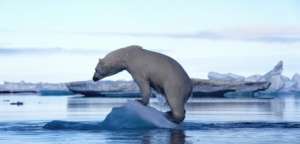 Un orso bianco su un piccolo iceberg (foto: www.huffingtonpost.it)