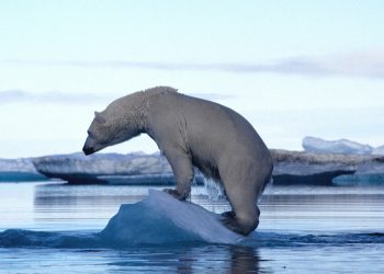 Un orso bianco su un piccolo iceberg (foto: www.huffingtonpost.it)