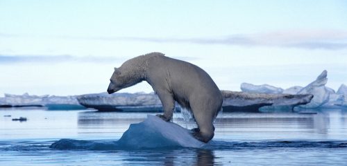 Un orso bianco su un piccolo iceberg (foto: www.huffingtonpost.it)