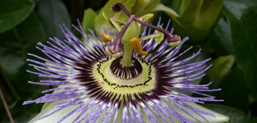 Passiflora (foto: www.lemons.ly)