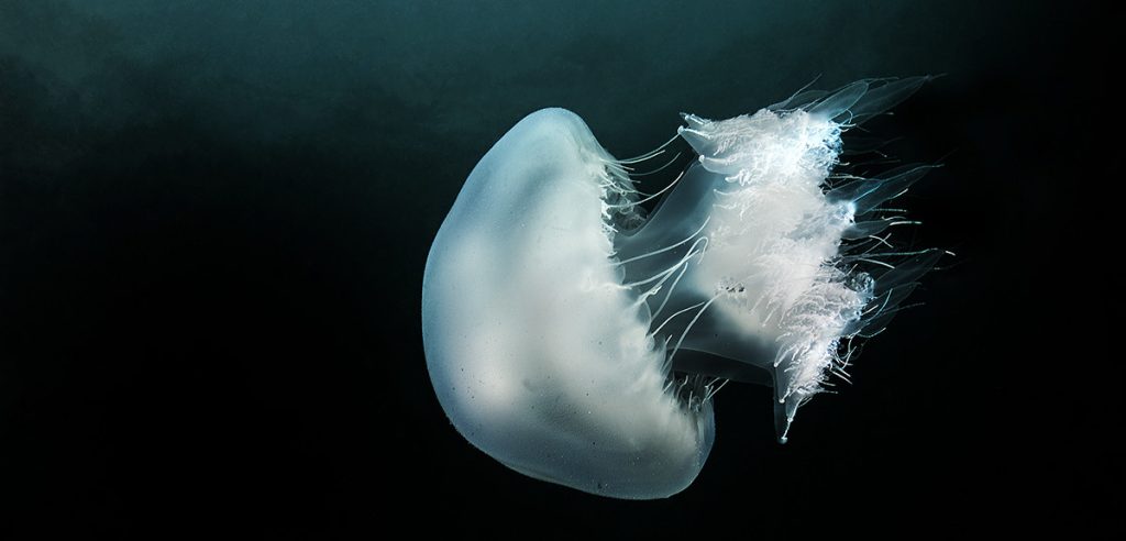 Una medusa (foto: rafi382.diveadvisor.com)