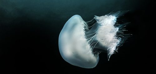 Una medusa (foto: rafi382.diveadvisor.com)