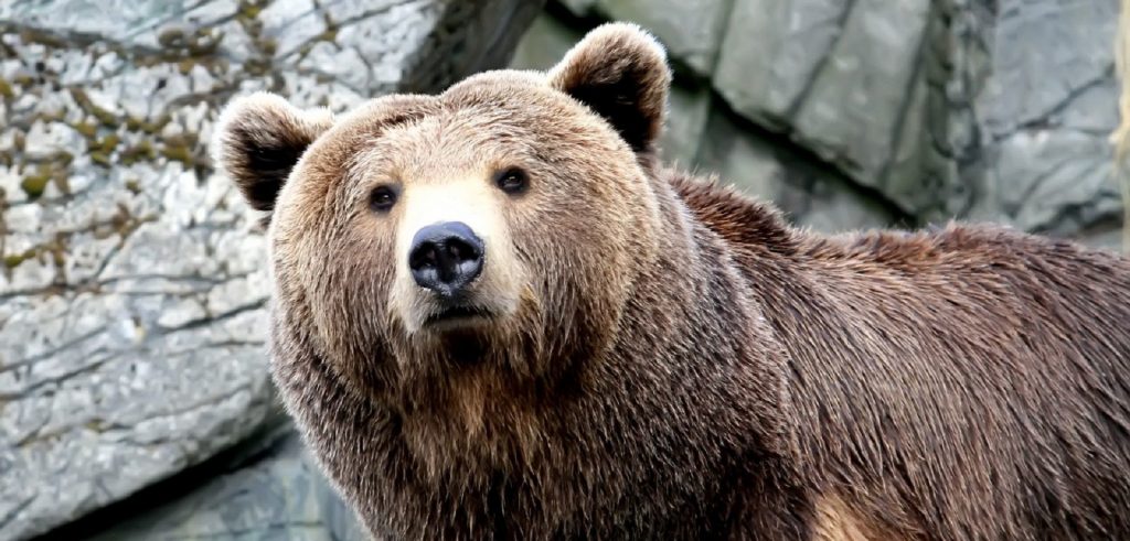 Un orso bruno (foto: immagini.4ever.eu)