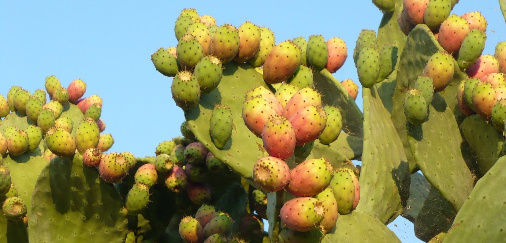 Fichi d'India nel Salento (foto: turistipercaso.it)