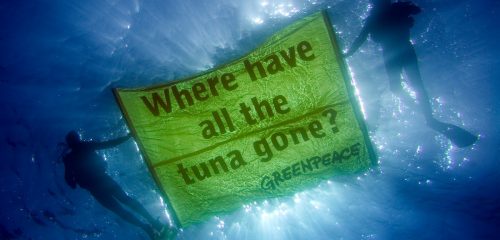 Alcuni attivisti di Greenpeace mostrano un cartello contro la pesca del tonno (foto: greenwire.greenpeace.org)