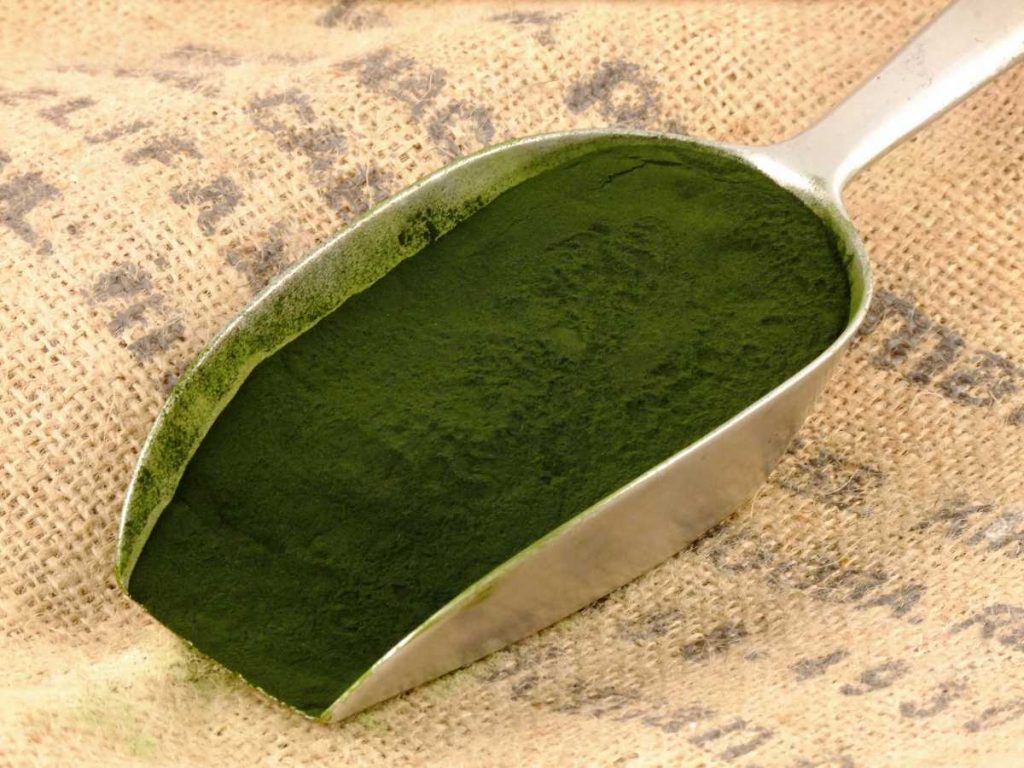 Alga spirulina in polvere (foto: www.jpexporters.com)