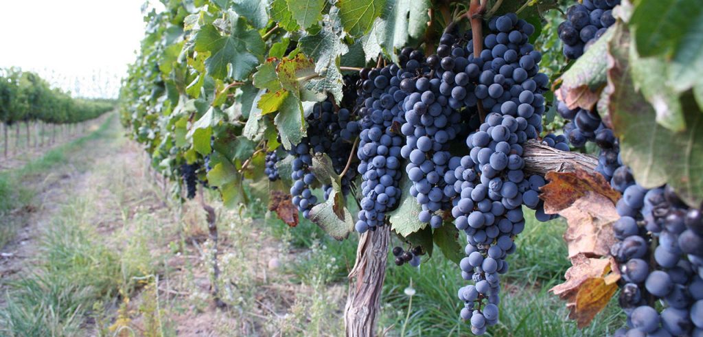 Vigneti dell'Oltrepò pavese (foto: www.oltrexpo.com)