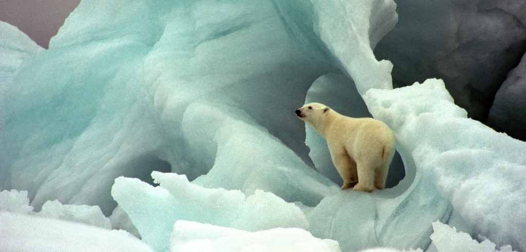 Un orso fra i ghiacci norvegesi (foto: http://awsassets.wwfit.panda.org/)