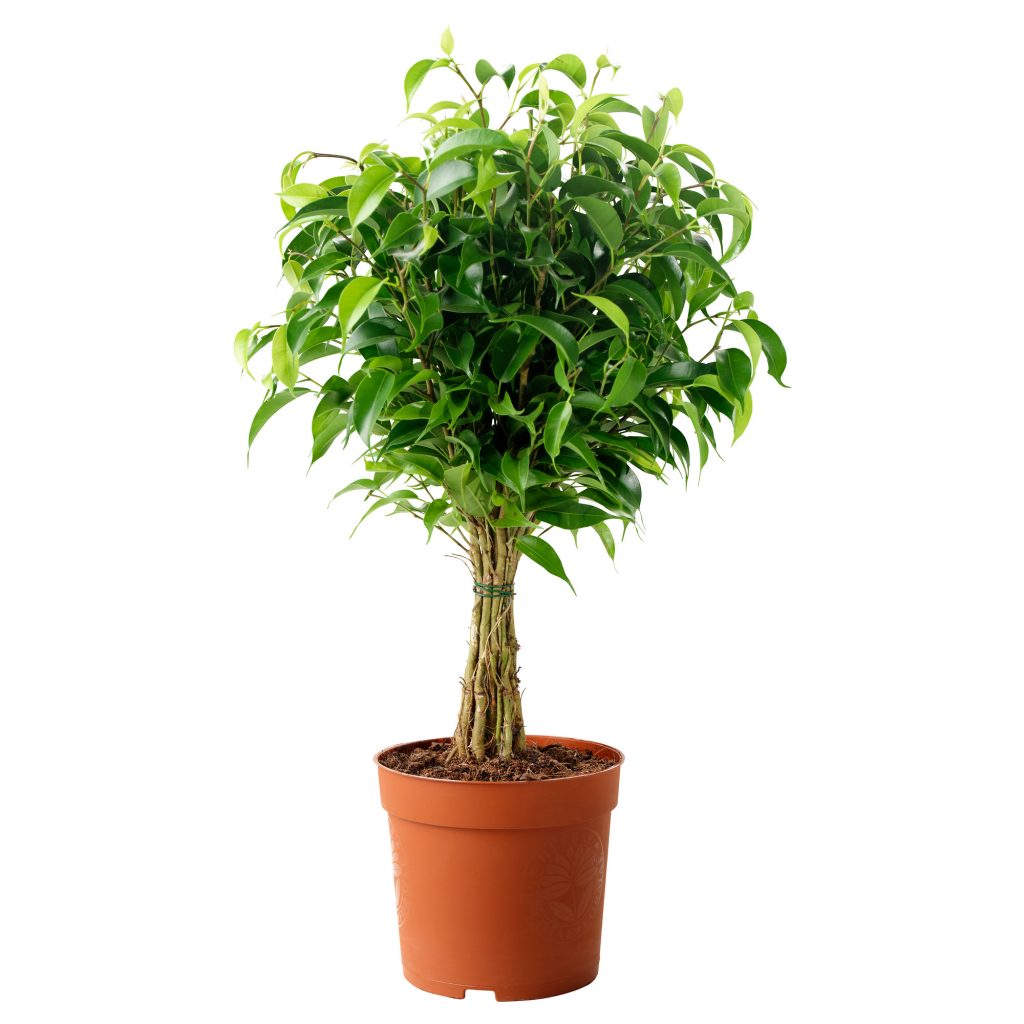 Ficus Benjamin. Foto: www.ikea.it