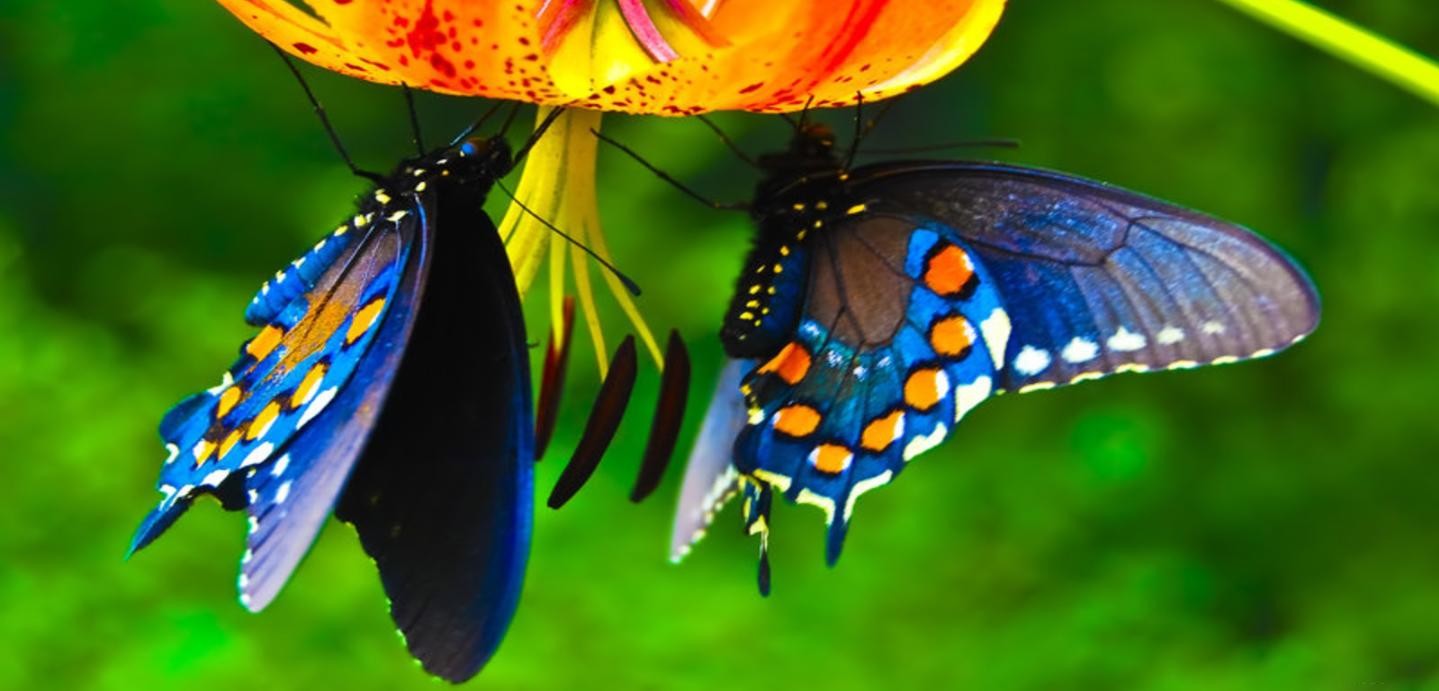Belle e astute: ecco perché le farfalle sono così colorate - Green.it