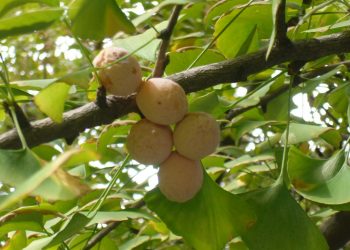 Frutti e foglie del Gingko Biloba (foto: commons.wikimedia.org)