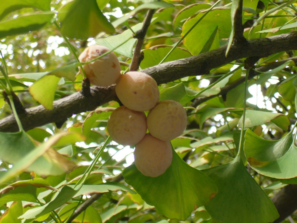 Frutti e foglie del Gingko Biloba (foto: commons.wikimedia.org)