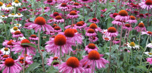 Fiori di echinacea (foto: teddingtongardener.com)