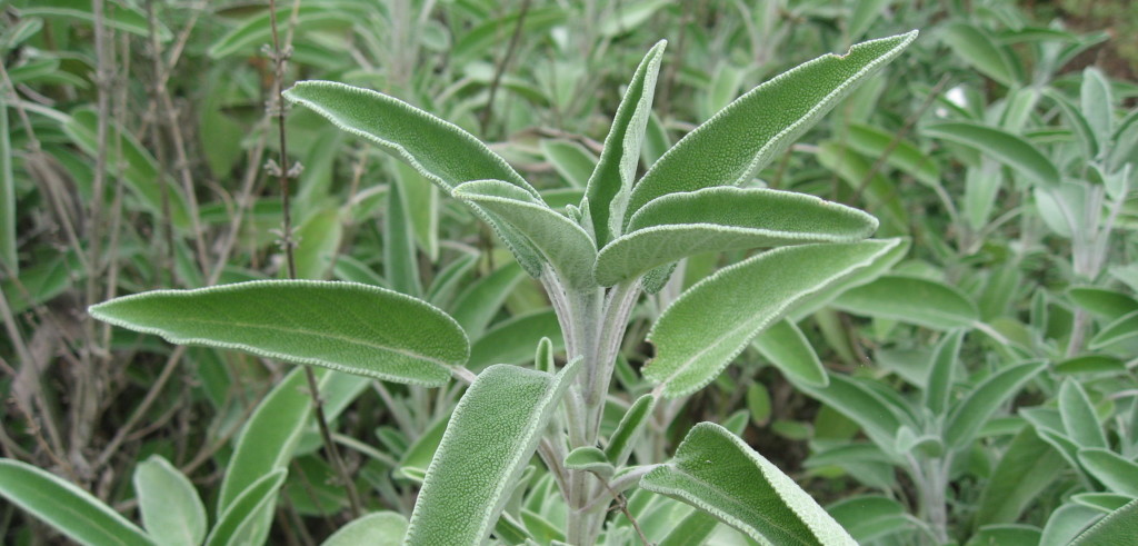 Una pianta di salvia (foto: www.meteoweb.eu)