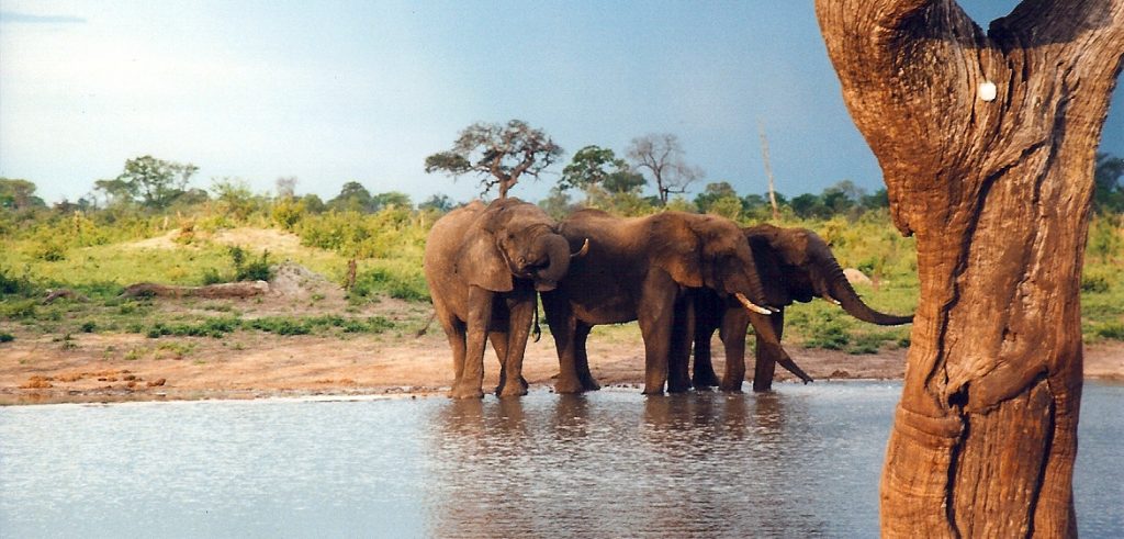 Elefanti nel parco Hwange