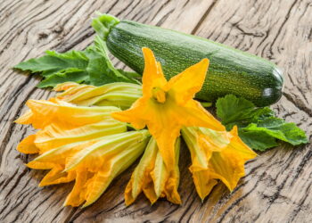 Fiori di zucca