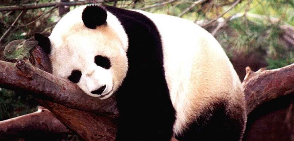 panda-gigante