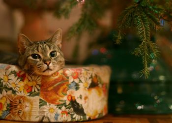 gatto-albero-di-natale