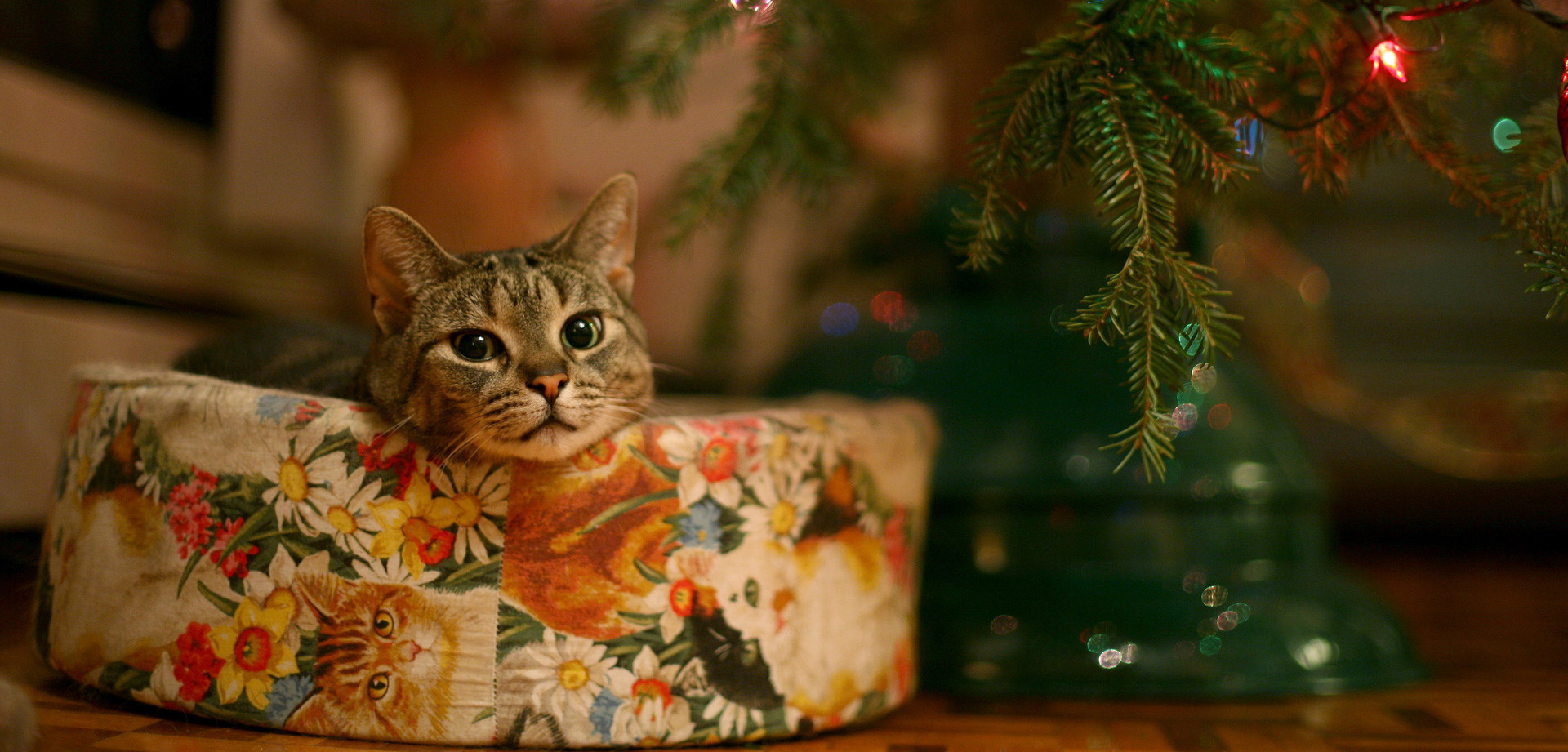 Foto Di Natale Gatti.La Guida Definitiva Per Un Albero Di Natale A Prova Di Gatto Green It