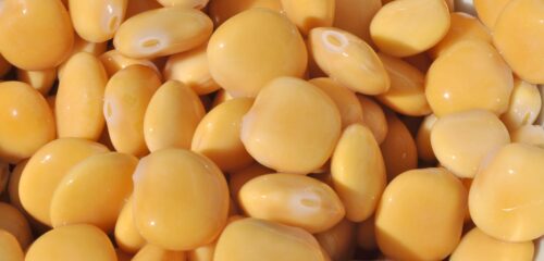lupini