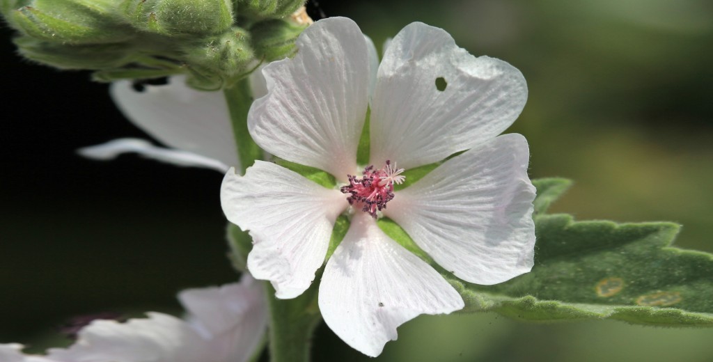 fiori di altea