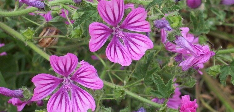 fiori-di.malva