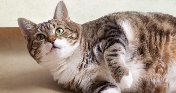 Gatti obesi e messi a dieta? Non serbano rancore gatti obesi