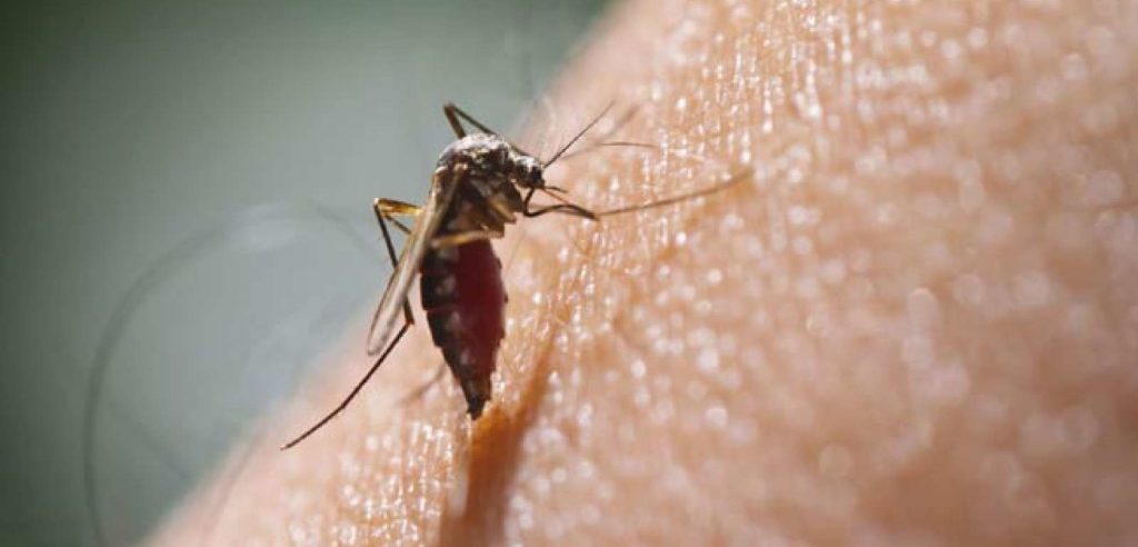 zanzara-virus-zika