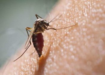 zanzara-virus-zika