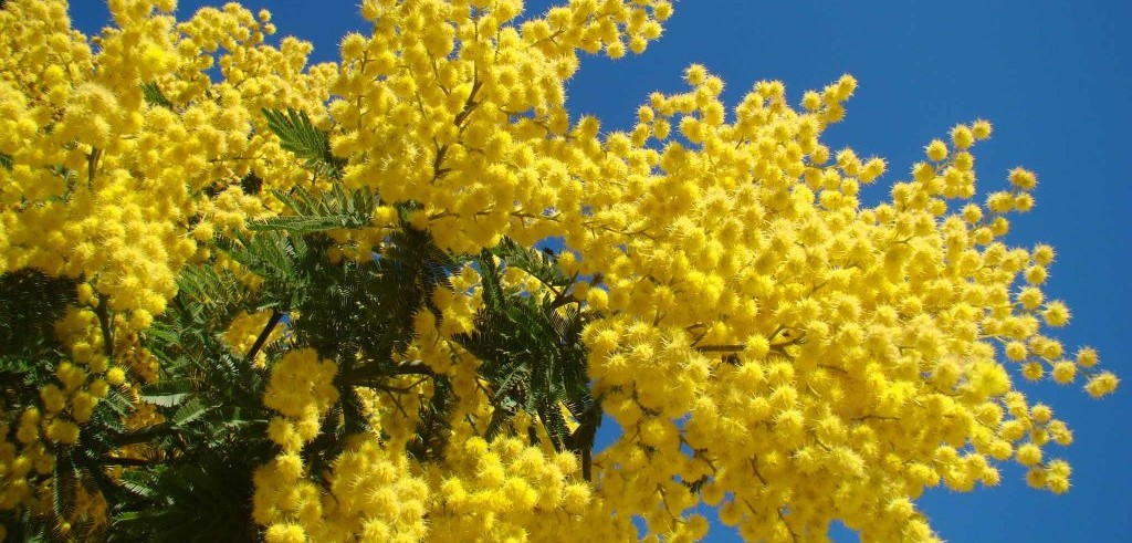 mimosa