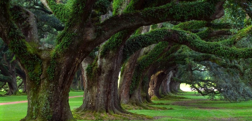 alberi monumentali